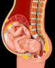 Foetus.jpg (30911 octets)